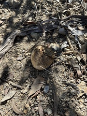 Pisolithus