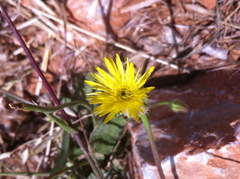 Urospermum picroides