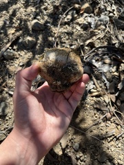 Pisolithus