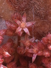 Sedum rubens