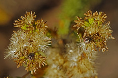 Agonoscelis puberula