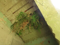 Adiantum capillus-veneris