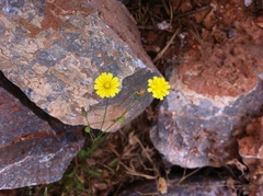 Crepis cretica