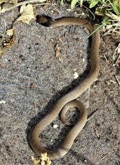 Crotaphopeltis hotamboeia