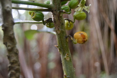 Clermontia parviflora