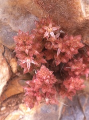 Sedum rubens