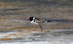 Thinornis cucullatus