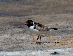 Thinornis cucullatus