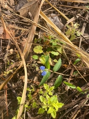 Commelina auriculata