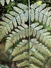 Dryopteris sparsa