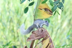 Callosciurus finlaysonii