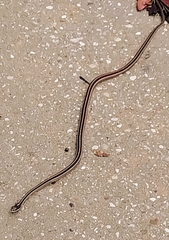 Thamnophis saurita