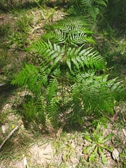 Pteridium esculentum