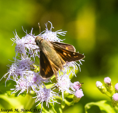 Atalopedes campestris