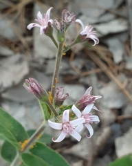 Oxypetalum solanoides