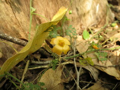 Modiolastrum malvifolium