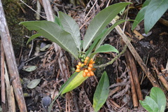 Clermontia parviflora