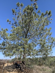 Pinus torreyana