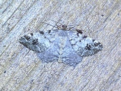 Macaria pinistrobata