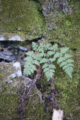 Cystopteris fragilis