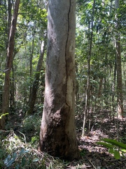 Eucalyptus tereticornis