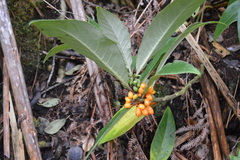 Clermontia parviflora