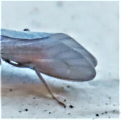 Semidalis