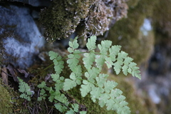 Cystopteris fragilis