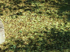 Salvinia biloba