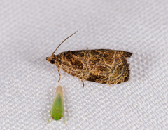 Olethreutes furfuranum
