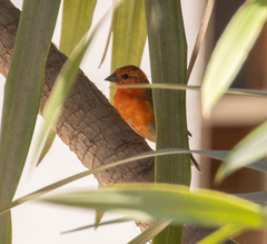 Foudia madagascariensis