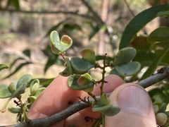 Guioa acutifolia