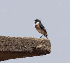 Saxicola torquatus