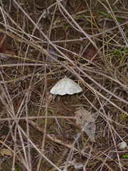 Lychnosea intermicata