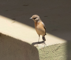 Saxicola torquatus