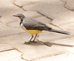 Motacilla flaviventris