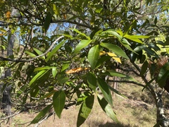 Guioa acutifolia