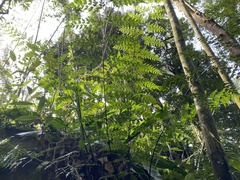 Asplenium neolaserpitiifolium