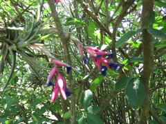 Tillandsia aeranthos