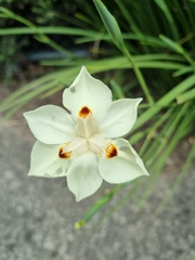 Dietes bicolor