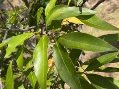 Guioa acutifolia