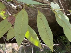 Guioa acutifolia