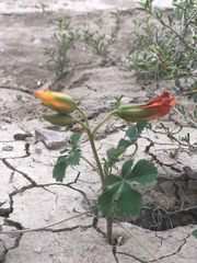Cochlospermum wrightii