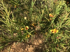 Bossiaea linophylla