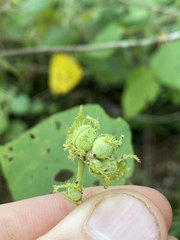 Macaranga involucrata
