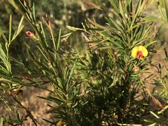 Bossiaea linophylla