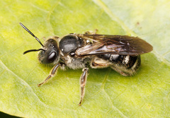 Chilalictus