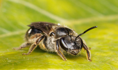 Chilalictus