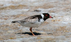 Thinornis cucullatus