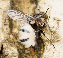 Cryptachaea veruculata